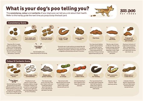 Why Is My Dogs Poop Soft And Smelly – Vet Explains Pets